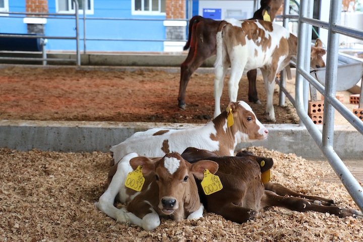 Kh&aacute;m[-]ph&aacute;[-]trang[-]trại[-]"Th&ocirc;ng[-]minh"[-]của[-]Vinamilk